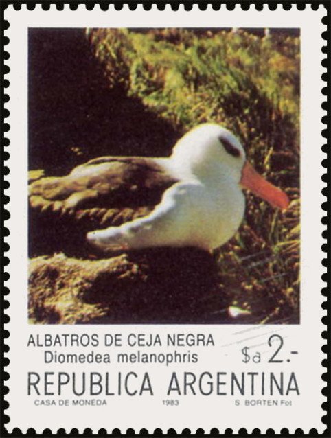 Black-browed Albatross (Diomedea melanophris)