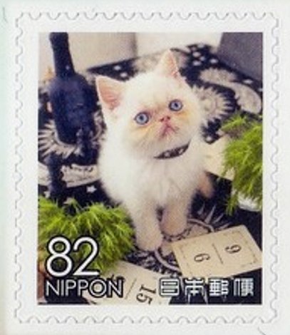 Domestic cat
