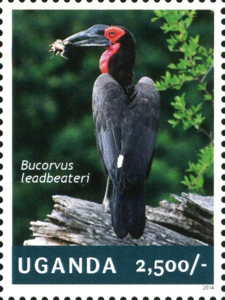 Southern ground-hornbill (Bucorvus leadbeateri)