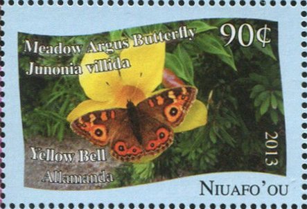 Meadow Argus Butterfly (Junonia villida)