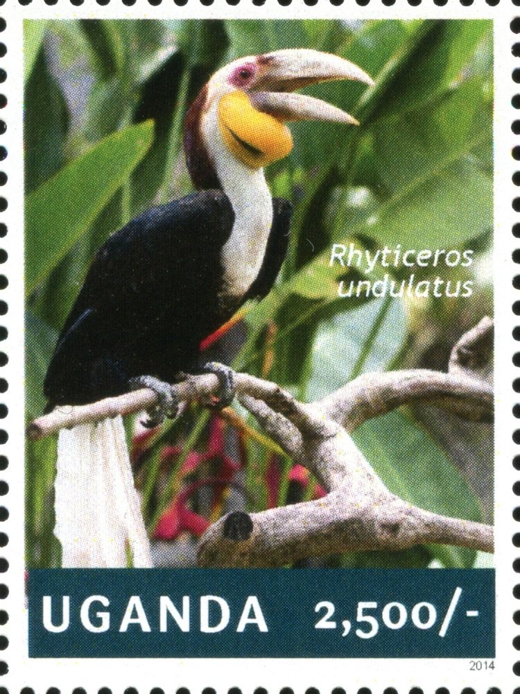 Wreathed Hornbill (Rhyticeros undulatus)