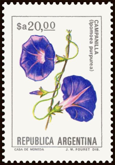 Campanilla (Ipomea purpurea)
