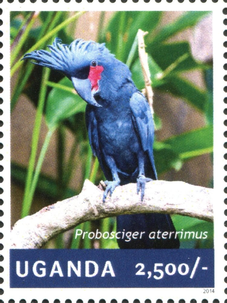 Palm Cockatoo (Probosciger aterrimus)
