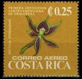 Encyclia spondiadum