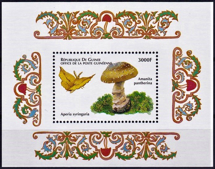 Amanita pantherina