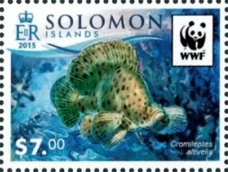 Humpback grouper (Cromileptes altivelis)