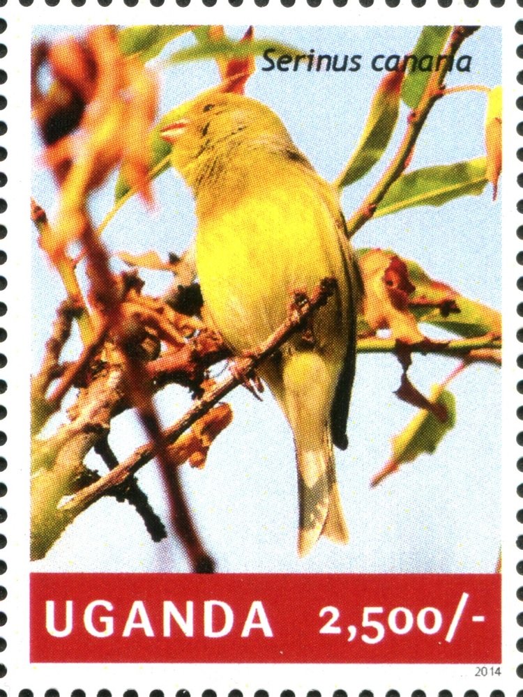 Atlantic canary (Serinus canaria)