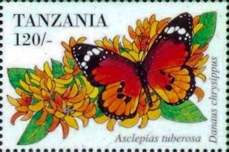 Danaus chyrsippus