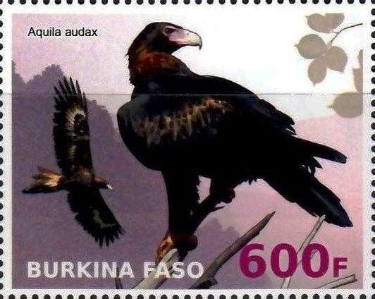 Aquila audax