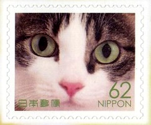 Domestic cat