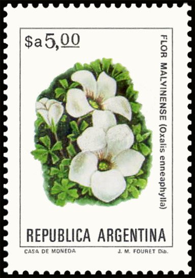 Flor Malvinense (Oxalis ennea phylla)