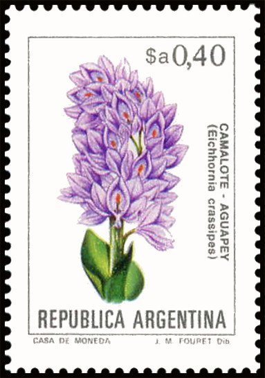 Camalote Aguapey (Eichhornia crassipes)