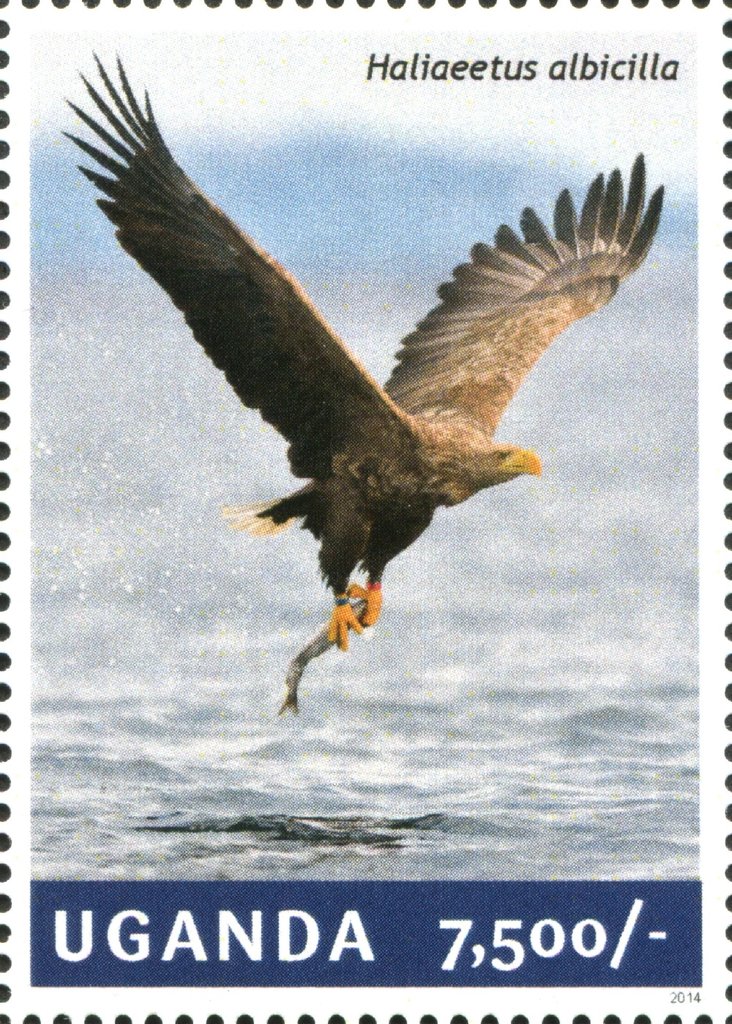 White-tailed Sea-eagle (Haliaeetus albicilla)