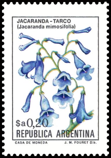 Jacaranda (Jacaranda mimosifolia)