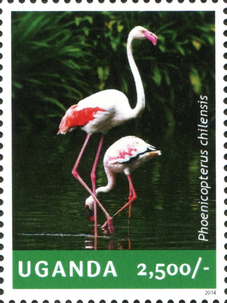 Chilean Flamingo (Phoenicopterus chilensis)