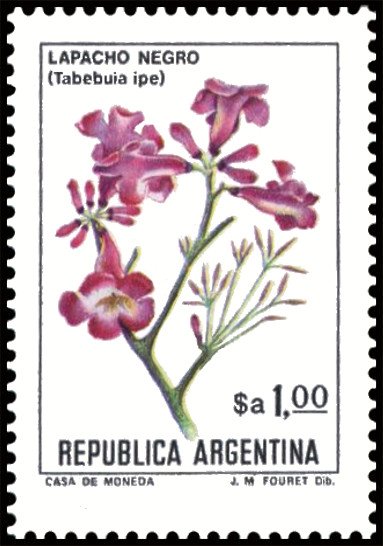Lapacho Negro (Tabebuia impetiginosa)