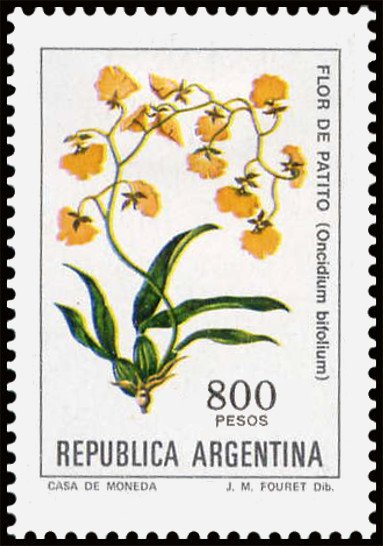 Flor de Patito (Oncidium bifolium)