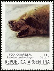 Stamp, Crabeater Seal (Lobodon carcinophagus), Argentina,  , Animals (Fauna), Mammals, Sea (Marine) Mammals, Seals (Animals)