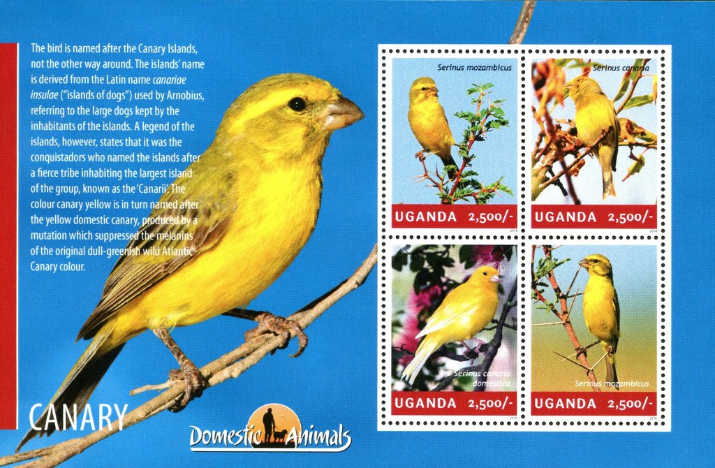 Canaries