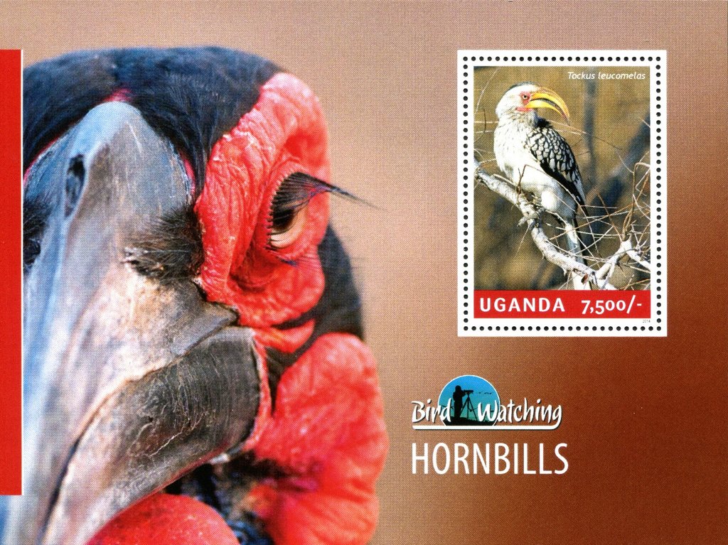 Hornbills