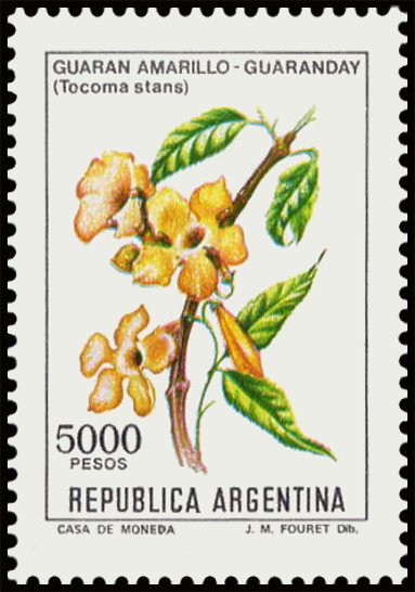 Guaran Amarillo - Guaranday (Tecoma stans)