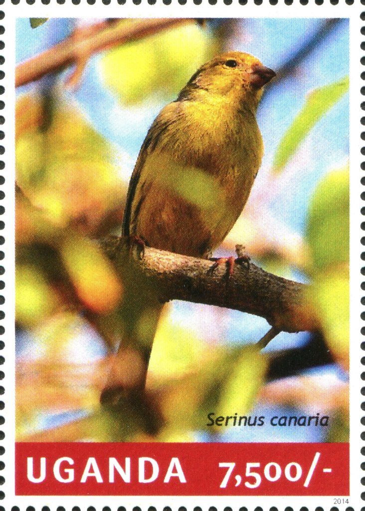 Atlantic canary (Serinus canaria)