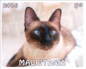 Stamp, Cat, Cinderellas,  , Animals (Fauna), Cats