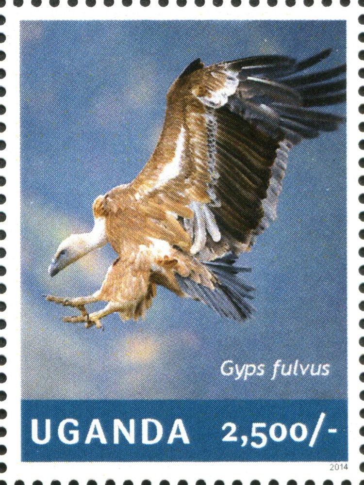 Griffon Vulture (Gyps fulvus)
