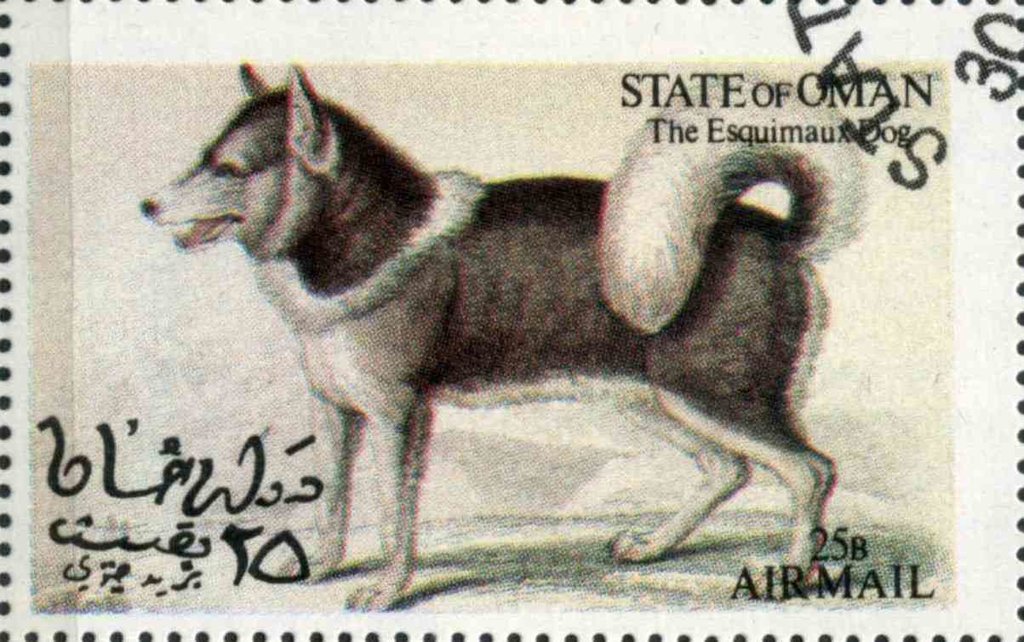 The Esquimaux Dog