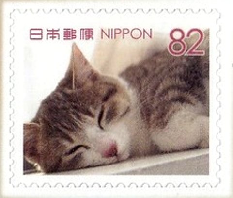 Domestic cat