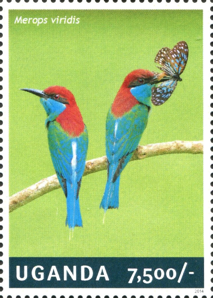 Blue-throated Bee-eater (Merops viridis)