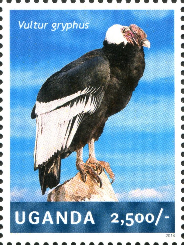 Andean Condor (Vultur gryphus)