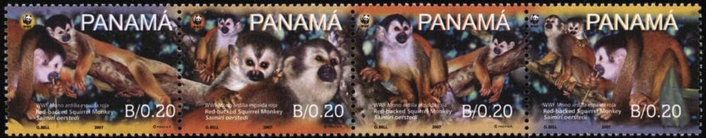 Red-backed Sqirrel Monkey (Saimiri oerstedii)