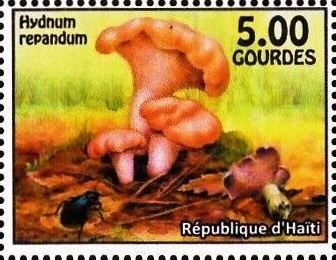 Hydnum repandum