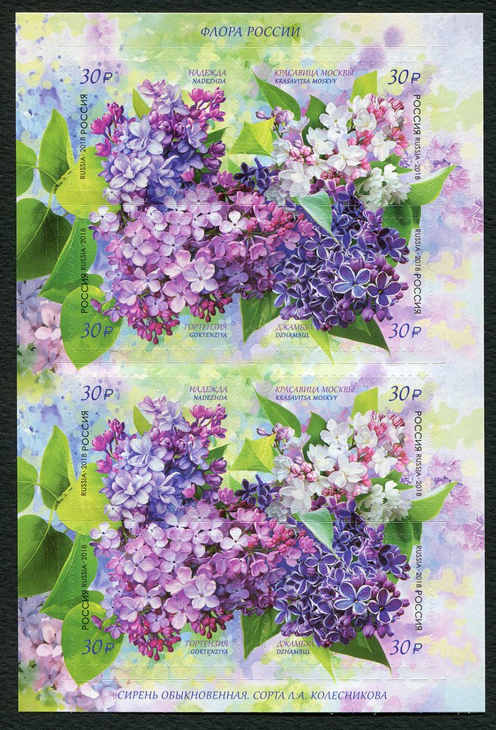 Lilac Flower