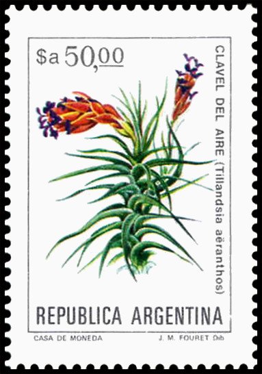 Clavel del Aire (Tillandsia aeranthos)