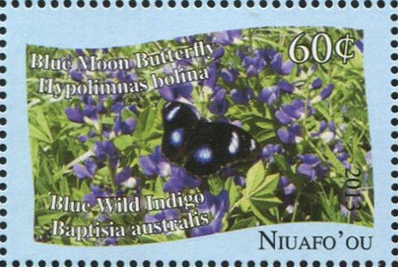 Blue Moon Butterfly (Hypolimnas bolina)