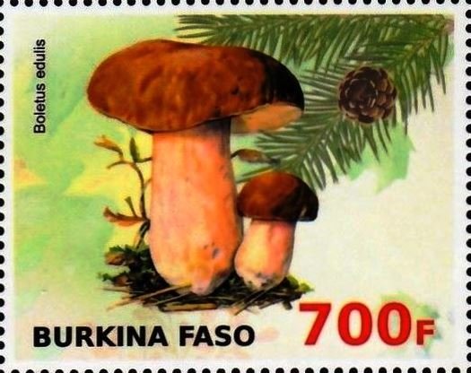 Boletus edulis