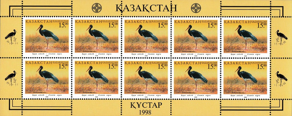 Black Stork (Ciconia nigra)