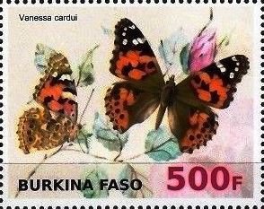 Vanessa cardui