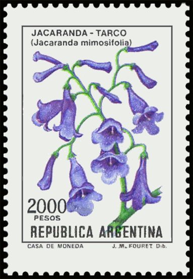 Jacaranda (Jacaranda mimosifolia)
