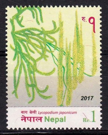 Plants