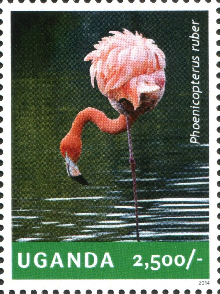 American Flamingo (Phoenicopterus ruber)