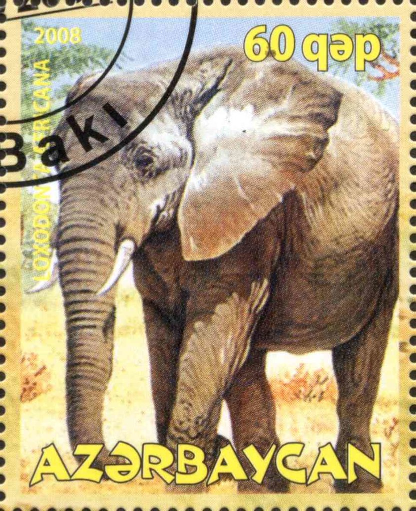Loxodonta Africana