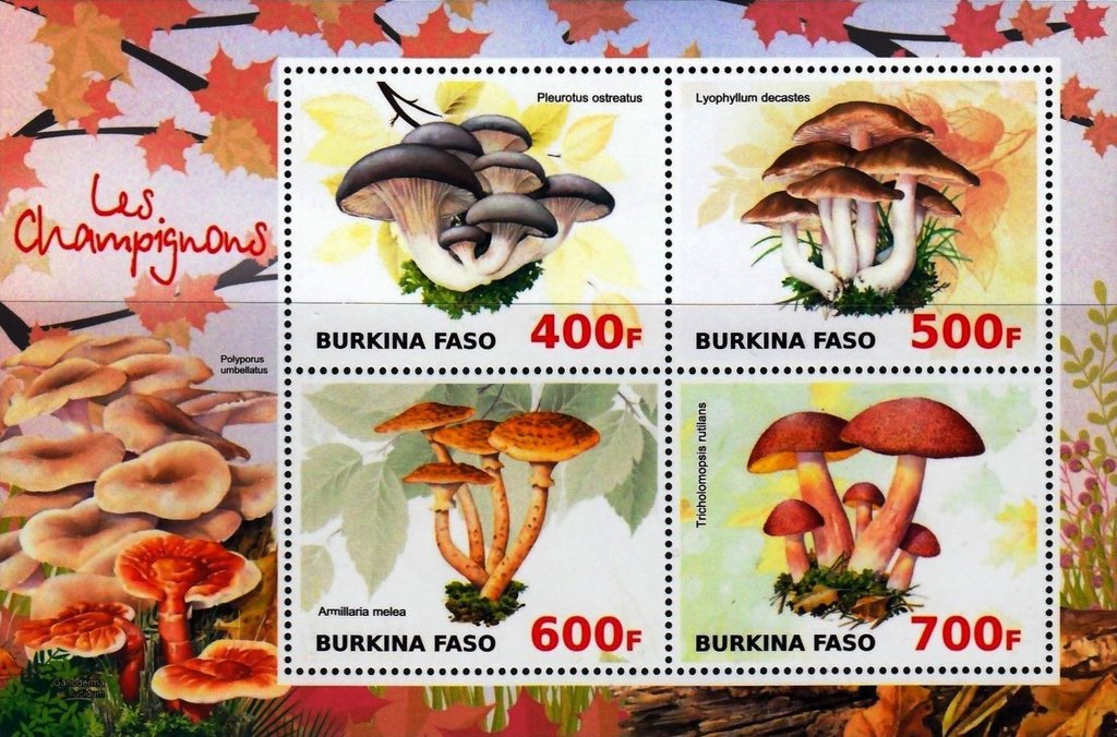 Mushrooms