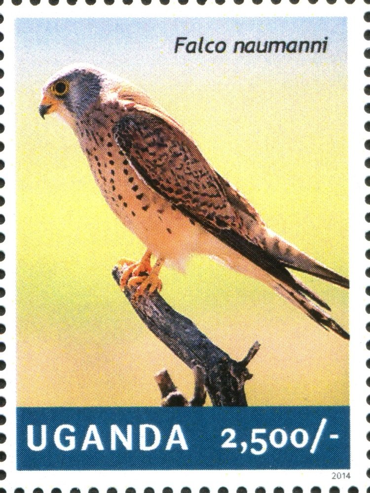 Lesser Kestrel (Falco naumanni)