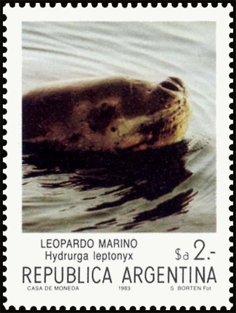 Leopard Seal (Hydrurga leptonyx)
