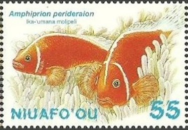 Amphiprion perideralon