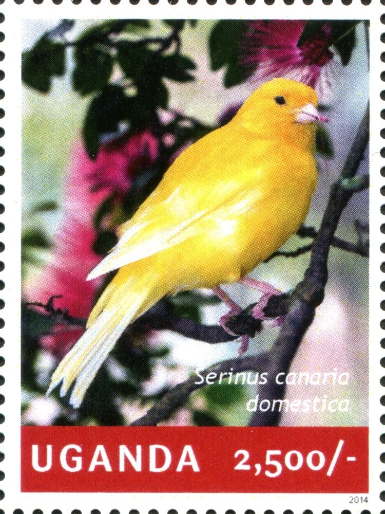 Domestic canary (Serinus canaria domestica)