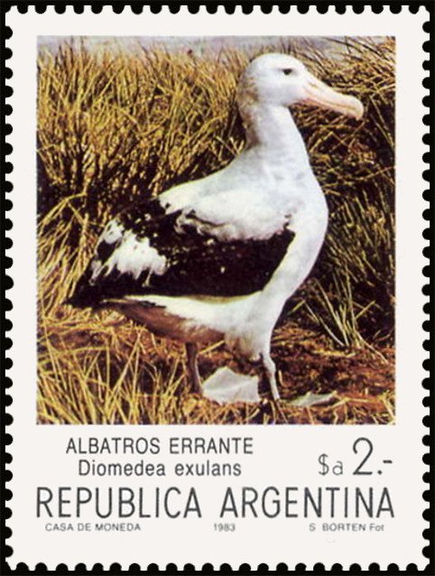 Wandering Albatross (Diomedea exulans)
